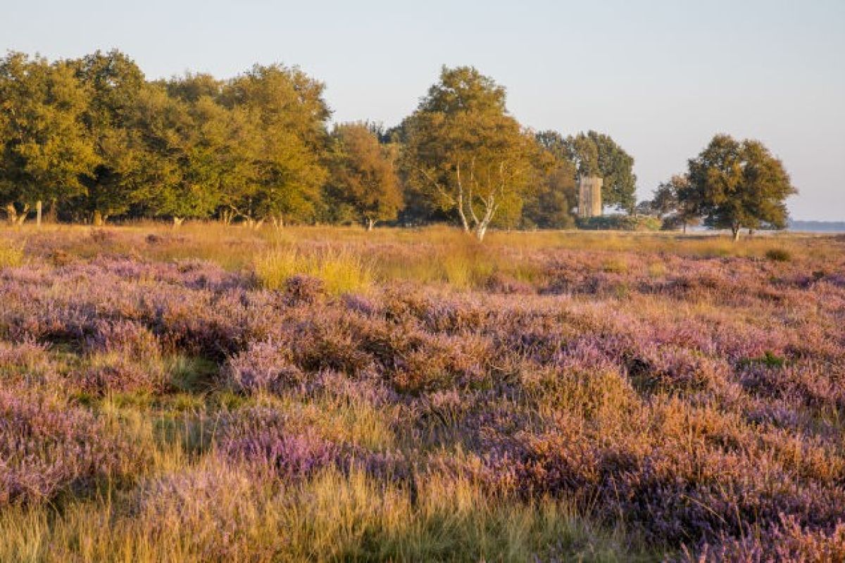 Natuur